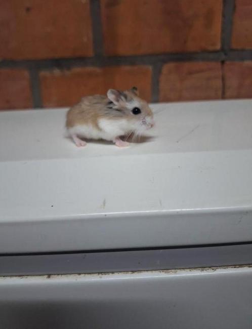 Jonge roborovski dwerghamsters, handtam, vele kleurtjes, Dieren en Toebehoren, Knaagdieren, Hamster