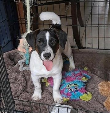 Lieve jack russell pup teef 4 maand op boerderij ouders aanw beschikbaar voor biedingen