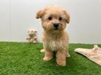 Chiots Maltipoo (F1), Hépatite contagieuse (maladie de Rubarth), Plusieurs, Belgique, Plusieurs animaux