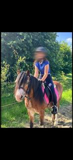 Opzoek nr halve stal paardje, Dieren en Toebehoren