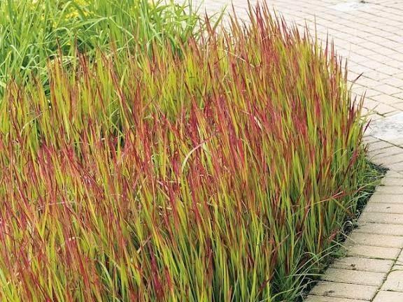 Imperata Red Baron, Tuin en Terras, Planten | Tuinplanten, Siergrassen, Zomer, Ophalen
