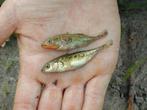 épinoche à trois épines, Animaux & Accessoires, Poissons | Poissons d'étang, Autres espèces
