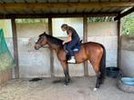 2 lieve merries, Dieren en Toebehoren, Paarden, Merrie, Gechipt, Zadelmak, 160 tot 165 cm