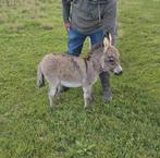 2 petits ânes  miniatures méditerranéens, Mai, Mâle