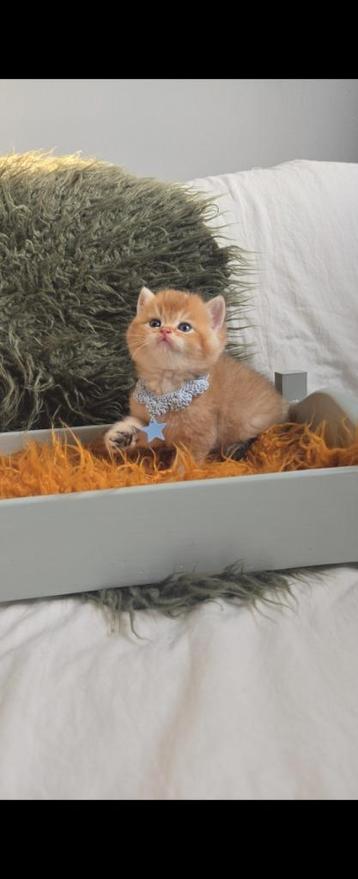 British shorthair  beschikbaar voor biedingen