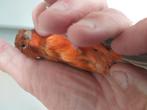 2 kanaries, Dieren en Toebehoren, Vogels | Overige Vogels