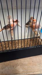 Harlekijn 2025, Dieren en Toebehoren, Vogels | Kanaries