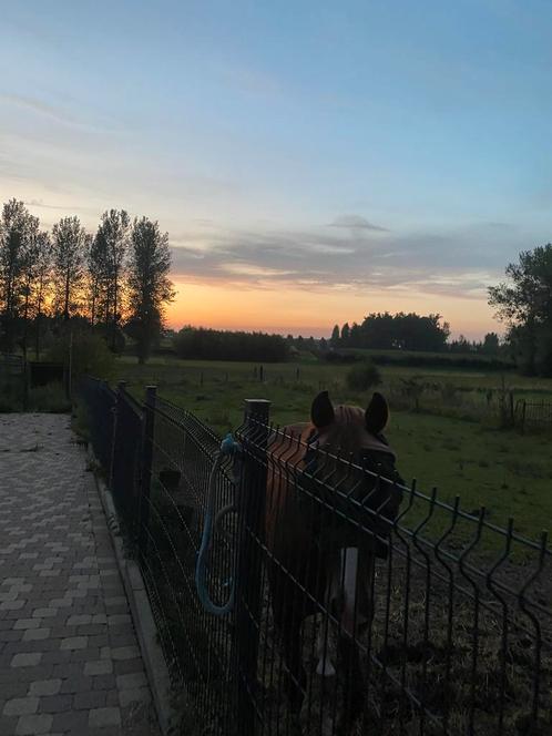 Weide te huur, Dieren en Toebehoren, Stalling en Weidegang, Weidegang, 1 paard of pony