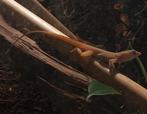 1.1 Anolis schwartzi koppel (Houten), Dieren en Toebehoren