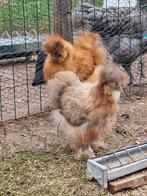 Zijdehoenders 3 maanden oud, Dieren en Toebehoren