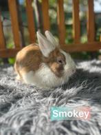 TER ADOPTIE gecastreerde ram, Dieren en Toebehoren, Mannelijk, Klein, 0 tot 2 jaar