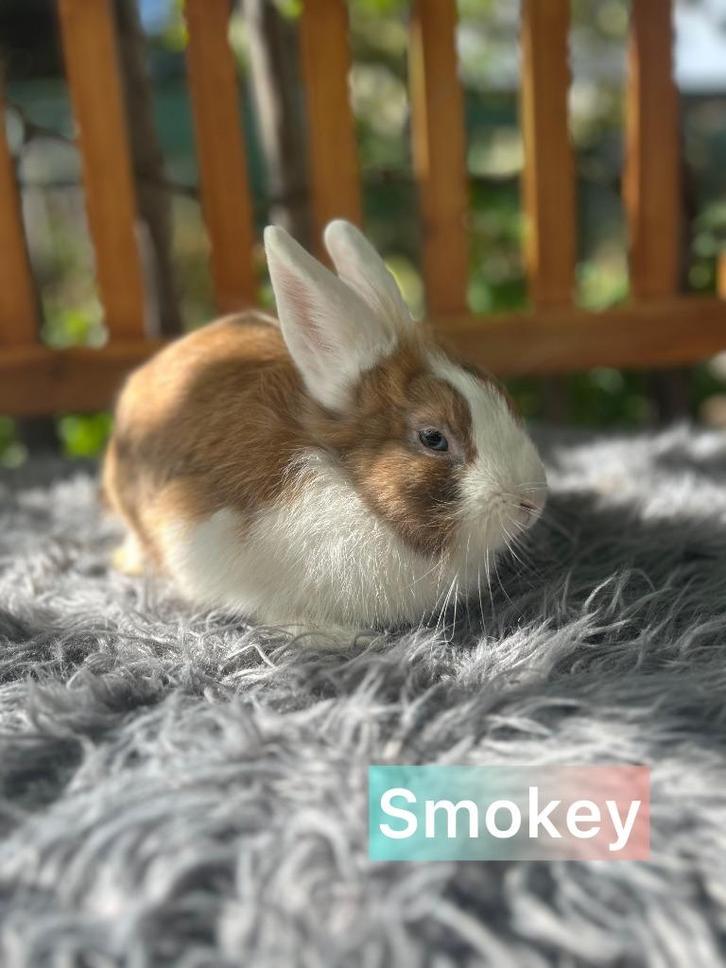 TER ADOPTIE gecastreerde ram, Dieren en Toebehoren, Konijnen, Klein, Mannelijk, 0 tot 2 jaar