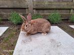 Vlaamse reus, Dieren en Toebehoren