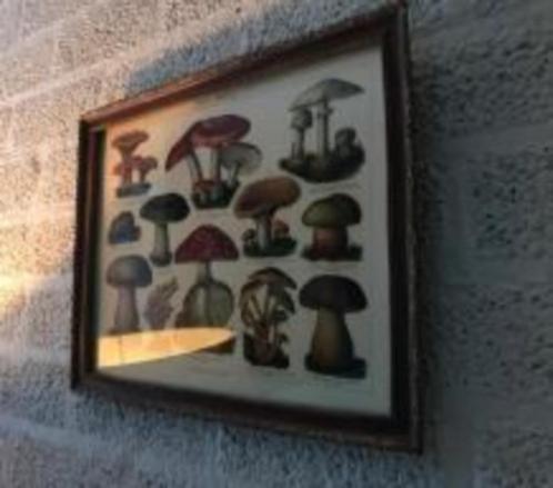 paddenstoel , schilderij, Maison & Meubles, Accessoires pour la Maison | Autre, Neuf, Enlèvement ou Envoi