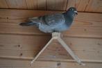 kleurpostduiven, Dieren en Toebehoren, Vogels | Duiven, Postduif