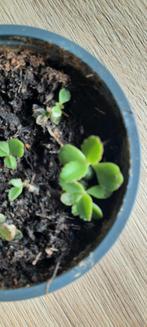 Mother of thousands stekjes, Ophalen