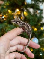 Striped gargoyle gekko, Dieren en Toebehoren, Hagedis, Tam, 0 tot 2 jaar