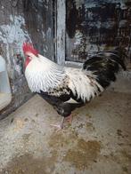 Haan, Dieren en Toebehoren, Pluimvee