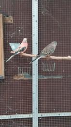 Opaline bourke man + wildkleur pop + jonge pop, Animaux & Accessoires, Oiseaux | Perruches & Perroquets, Plusieurs animaux, Perruche