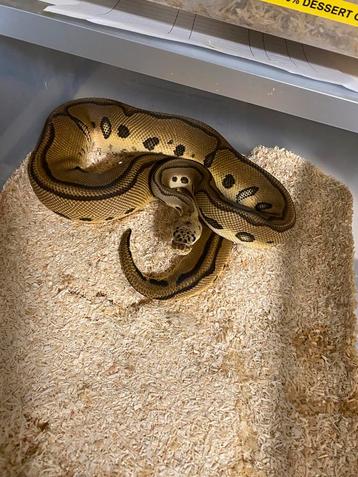 1.0 pastel leopard clown dubbel het deserd ghost hypo beschikbaar voor biedingen