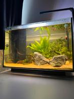 Aquarium quadro 70l multicolor superfish, Dieren en Toebehoren, Vissen | Aquaria en Toebehoren, Ophalen of Verzenden, Zo goed als nieuw