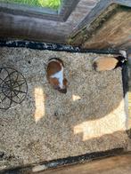 Nestje cavia’s ( 2 Zeugjes + 1 beertje) 22/7/‘25, Juli, Meerdere dieren, Cavia