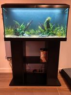Juwel Primo 110 aquarium, Dieren en Toebehoren, Ophalen