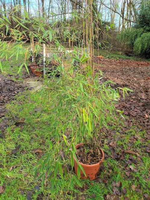 niet woekerende bamboe, Tuin en Terras, Planten | Tuinplanten, Vaste plant, Overige soorten, Halfschaduw, Ophalen of Verzenden