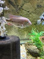 Cichlides veija koppel, Dieren en Toebehoren