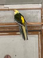 Parkieten, Dieren en Toebehoren, Vogels | Parkieten en Papegaaien, Meerdere dieren, Parkiet, Geringd