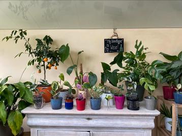 Plantes à vendre beschikbaar voor biedingen