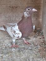 Meulemans  duif, Animaux & Accessoires, Oiseaux | Pigeons, Mâle, Pigeon voyageur