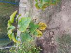 Catalpa, Ophalen