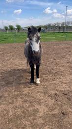Ruin 6 jaar onbeleerd, Dieren en Toebehoren, Pony's, Ruin, B