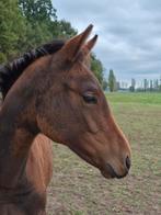 Chique merrieveulen Feromas van Beek Z, Dieren en Toebehoren, Paarden, Z