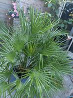 Chamareops Humilis europese palm 1,5m(meerstammig), Ophalen