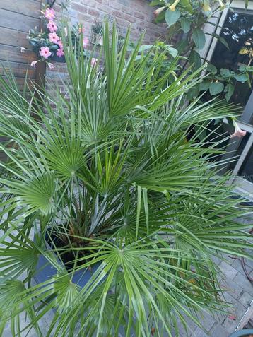 Chamareops Humilis europese palm 1,5m(meerstammig) beschikbaar voor biedingen