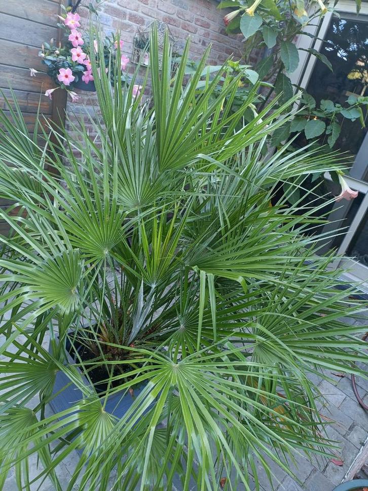 Chamareops Humilis europese palm 1,5m(meerstammig), Tuin en Terras, Planten | Tuinplanten, Ophalen