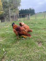 Mooie brahma x legkip haan, Mannelijk, Kip