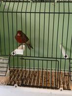 Rood agaat mannen, Dieren en Toebehoren, Vogels | Kanaries