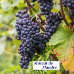 DRUIVELAARS oa MUSCAT DE FLANDRE, lekkere Blauwe druiven 12€, Printemps, Enlèvement ou Envoi, Plantes fruitières, Plante fixe
