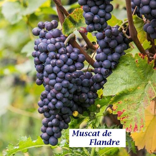 DRUIVELAARS oa MUSCAT DE FLANDRE, lekkere Blauwe druiven 12€, Jardin & Terrasse, Plantes | Jardin, Plante fixe, Plantes fruitières