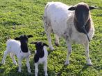 Zuivere Dorper ooi lammeren te reserveren, Dieren en Toebehoren, Schaap