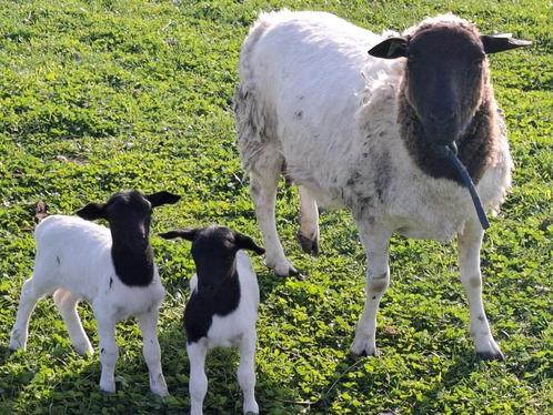 Zuivere Dorper ooi lammeren te reserveren, Dieren en Toebehoren, Schapen, Geiten en Varkens, Schaap