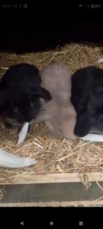 Prachtige baby NHD dwergkonijntjes, Dieren en Toebehoren