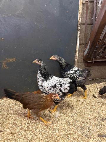 Twee hanen wyandotte groothoender, Poule ou poulet
