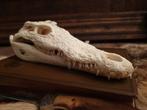 Echte nijlkrokodil schedel met papieren., Ophalen of Verzenden, Zo goed als nieuw, Wild dier, Schedel