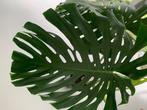 Monstera deliciosa, Huis en Inrichting, Kamerplanten, Ophalen, Overige soorten, Halfschaduw, In pot