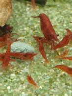 Bloody mary neocaridina garnalen, Dieren en Toebehoren, Kreeft, Krab of Garnaal, Zoetwatervis