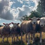 Franse en Engelse texel ramlammeren, Dieren en Toebehoren, Schapen, Geiten en Varkens, Mannelijk, Schaap, 0 tot 2 jaar